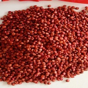 গুয়াতেমালা ঘাস বীজ ১ কেজি