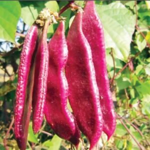 রঙ্গিলা লাল সিম বীজ ১ প্যকেট